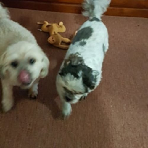 Bonnie and Buttons