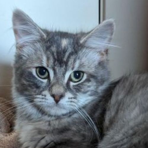 Candy - Located in Westmeadows