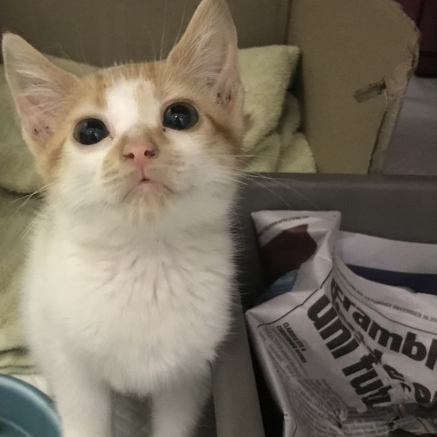 Photo of Pippy