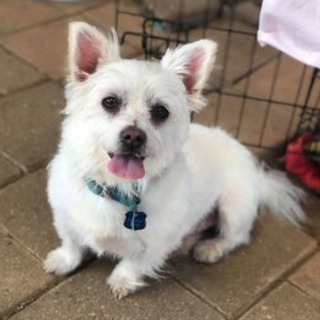 Photo of Snowy 