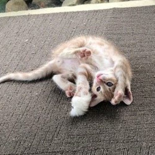 Jett **2nd Chance Cat Rescue**