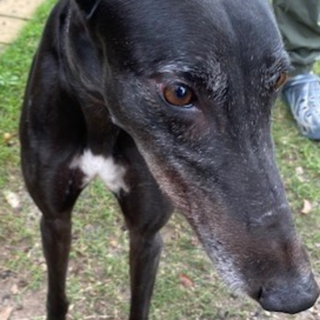 Luke - Large Male Greyhound Dog in NSW - PetRescue