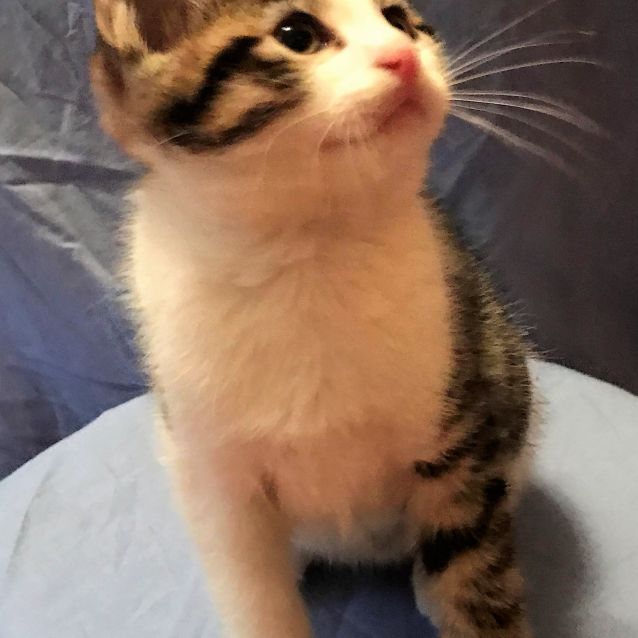 Photo of Chandler (Mc0009) 