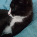 Photo of Oreo ^^Dandy Cat Rescue^^