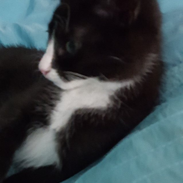 Photo of Oreo ^^Dandy Cat Rescue^^