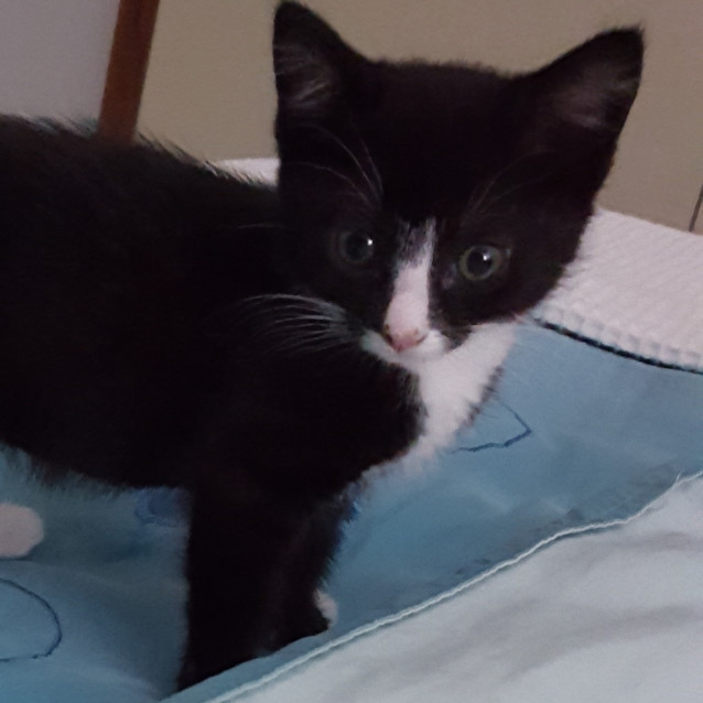 Photo of Oreo ^^Dandy Cat Rescue^^
