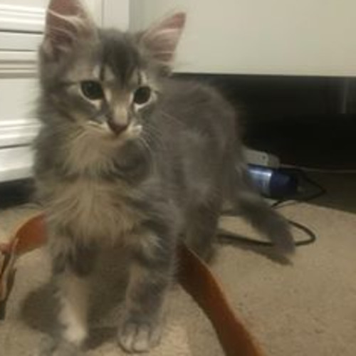 Garth **2nd Chance Cat Rescue**