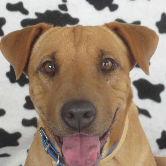 Kelpie cross shar pei discount