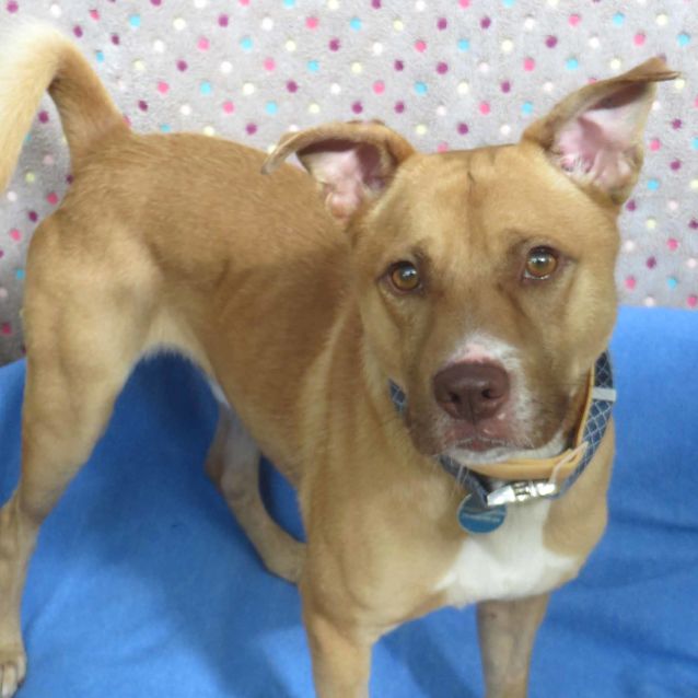 Klaus Medium Male Basenji x Kelpie Mix Dog in NSW PetRescue