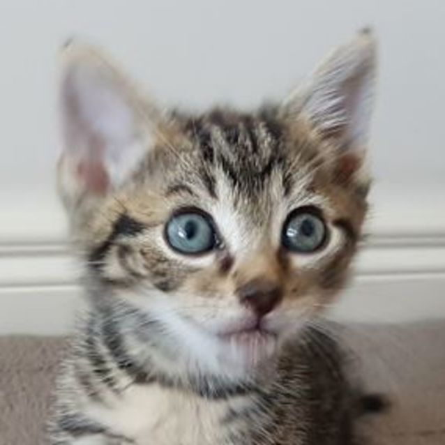 Photo of Connor Is Checking Out His New Home!