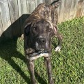 Photo of Oscar