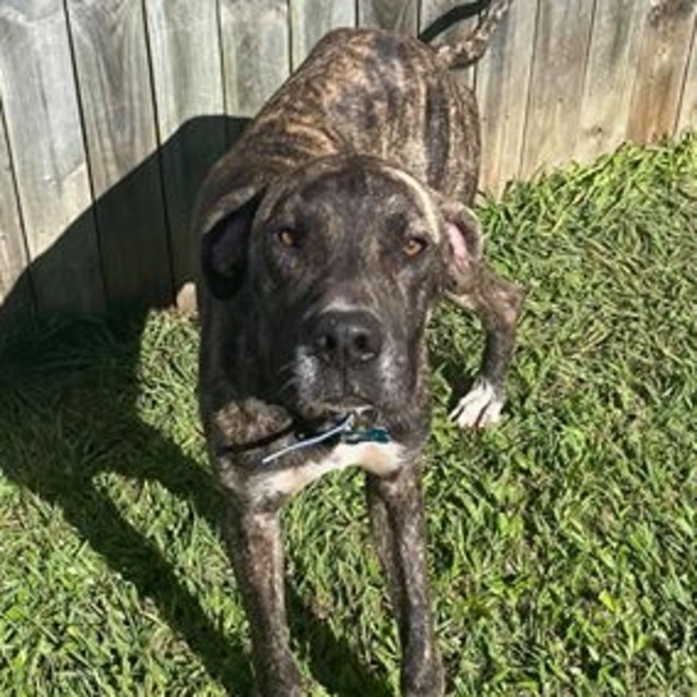 Photo of Oscar