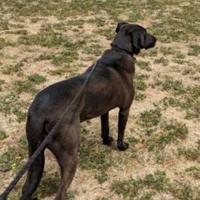Photo of Moose