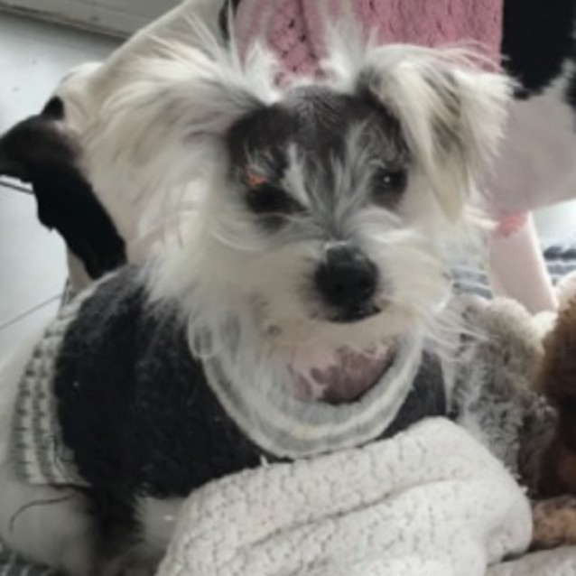 Photo of Sparky