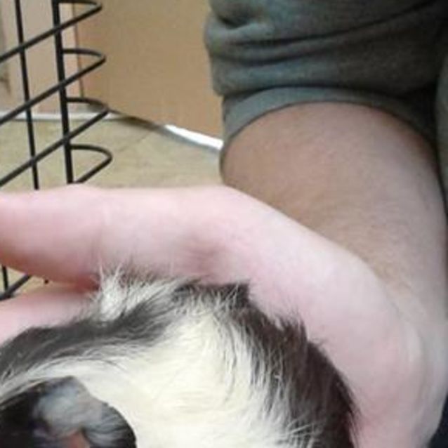 Photo of Checkers  Cross My Heart!