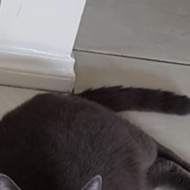 Photo of Bob