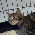 Photo of Lulu **2nd Chance Cat Rescue**