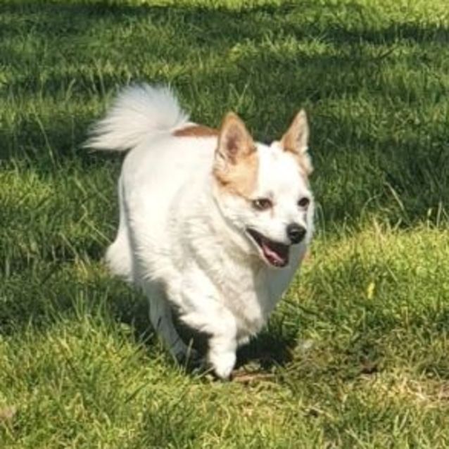 Photo of Sadie