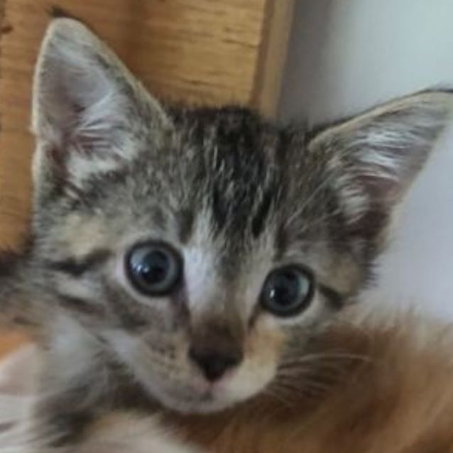 Photo of Agatha