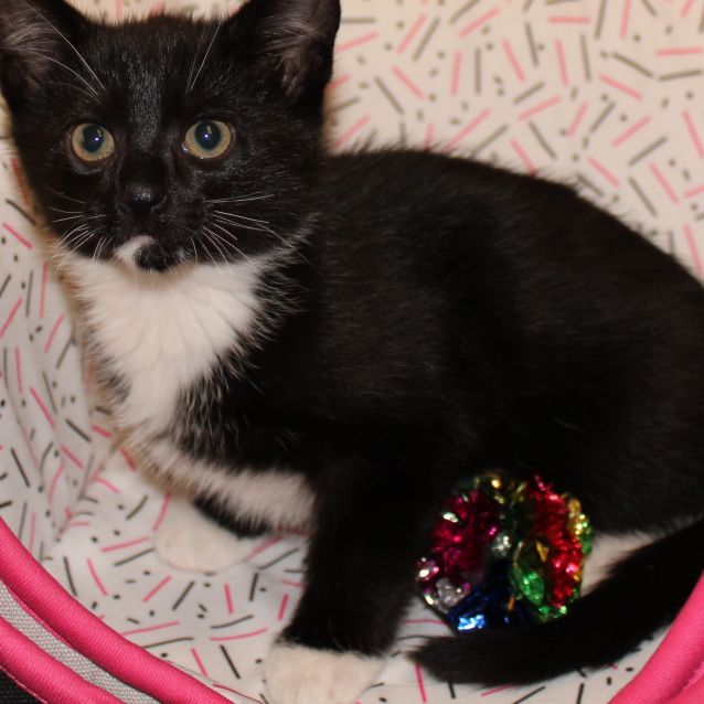 Photo of Trilby **2nd Chance Cat Rescue**