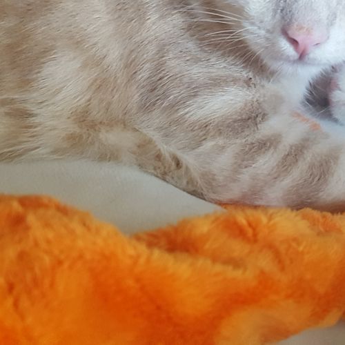 Bo