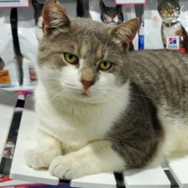 Photo of Chip 💙  Happy, Playful, Easy Cat!