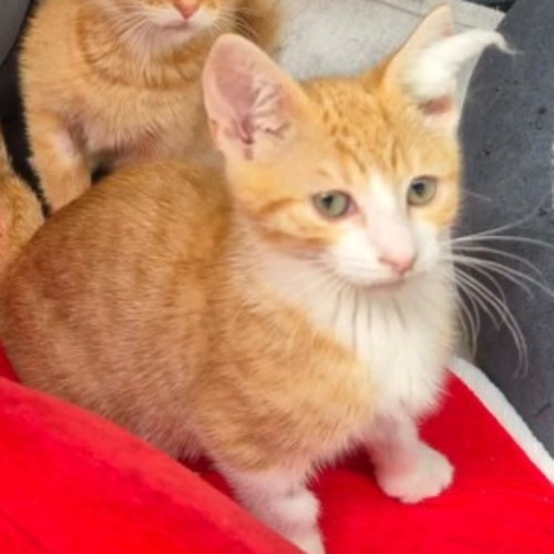 Billabong**2nd chance cat rescue**