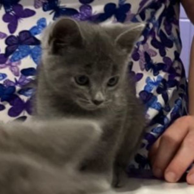 Photo of Annabelle