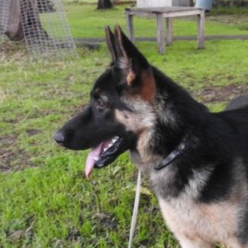 Loki - Meet and Greet organised