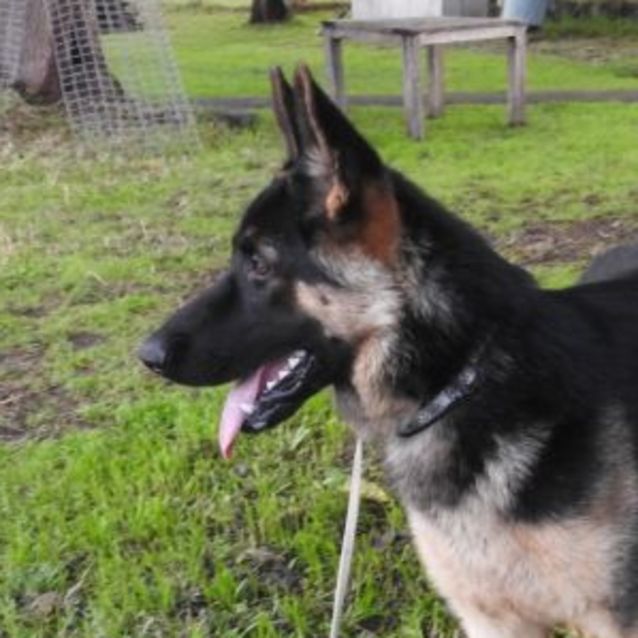 Photo of Loki   Meet And Greet Organised