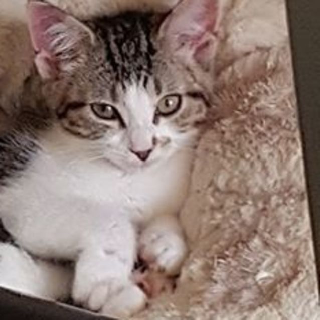 Photo of Alana **2nd Chance Cat Rescue**