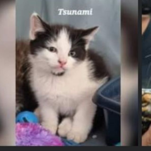 Photo of Tsunami