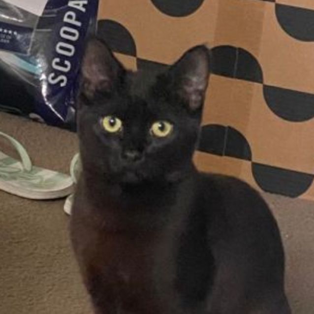Photo of Dexter   Located In Preston