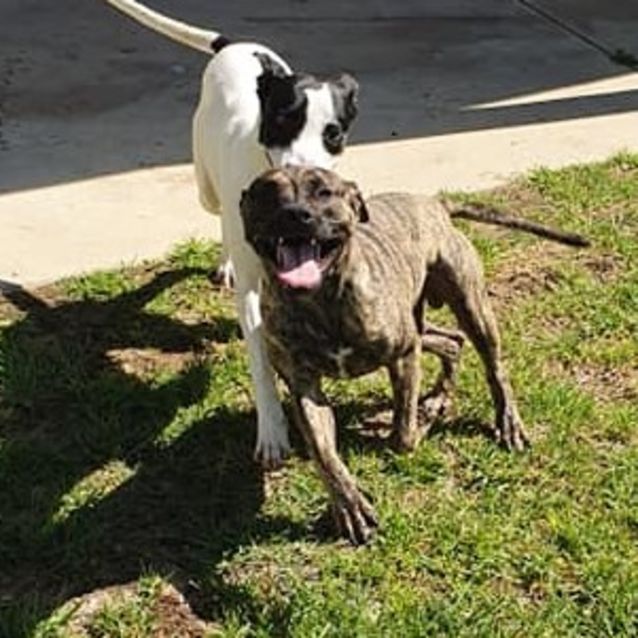 Photo of Yoda Dl2379