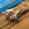 Photo of Mr Ginger