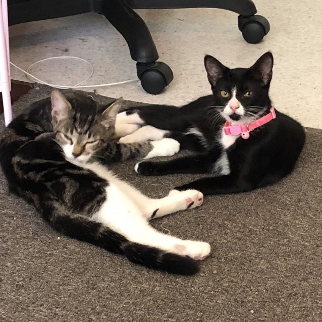 Photo of Rosie (Bonded With Gypsy)