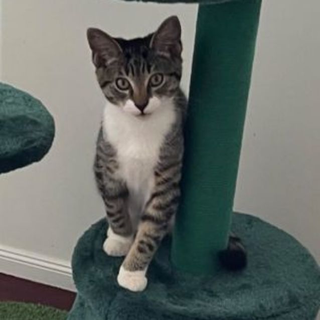 Photo of ❤ Chilli ❤