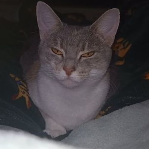 Willow