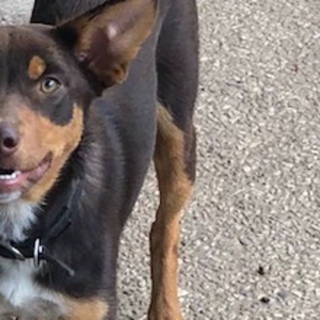 Photo of Jango