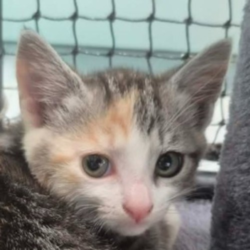 Apricot **2nd Chance Cat Rescue **