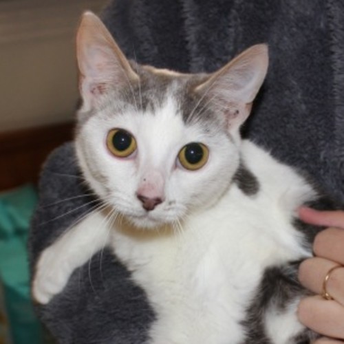 No photo for Houdini