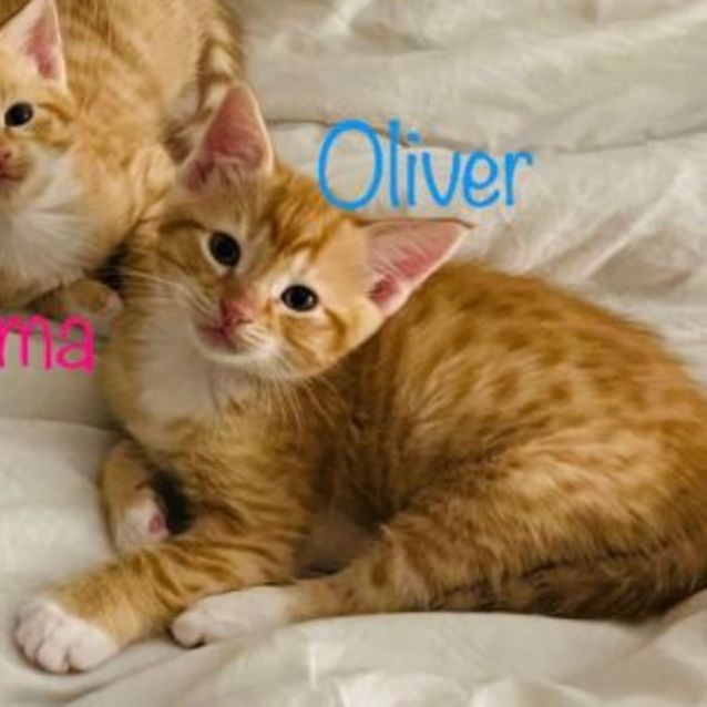 Photo of Oliver
