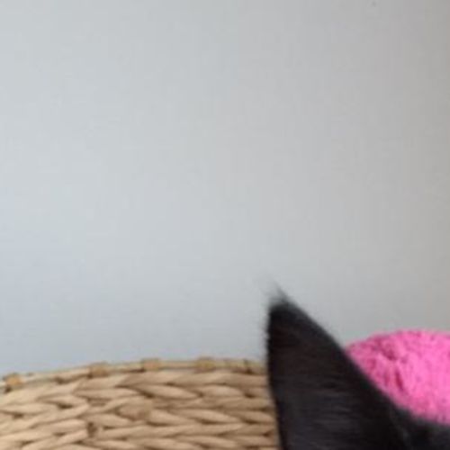 Jerry ^^Dandy Cat Rescue^^