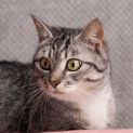 Photo of Mumma Mia ** 2nd Chance Cat Rescue**