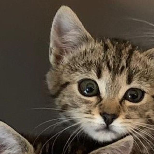 Photo of Samantha ^^Dandy Cat Rescue^^