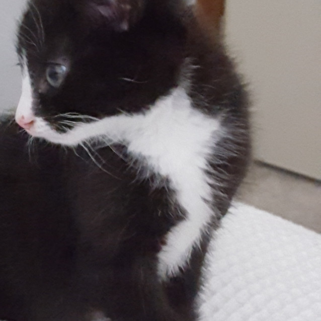 Photo of Oreo ^^Dandy Cat Rescue^^