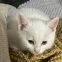 Photo of Loki**2nd Chance Cat Rescue**