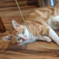 Photo of Mr Ginger