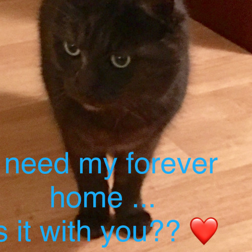 *Foster Carer Needed* Kimba - gentle, senior girl