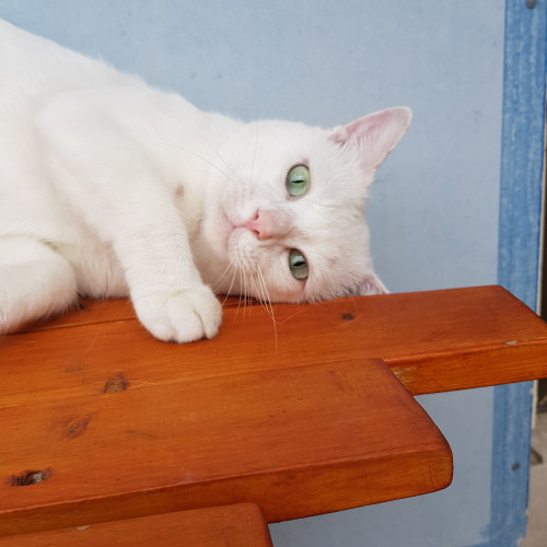 Casper